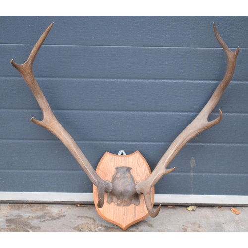 383 - Vintage pair of stag horns mounted onto wooden shield, 75cm diameter.