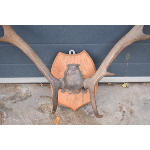 383 - Vintage pair of stag horns mounted onto wooden shield, 75cm diameter.