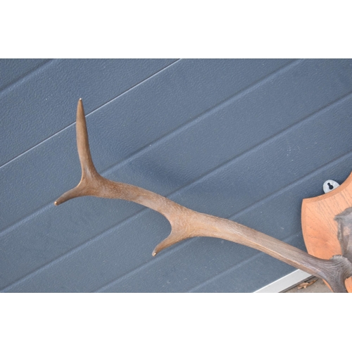 383 - Vintage pair of stag horns mounted onto wooden shield, 75cm diameter.