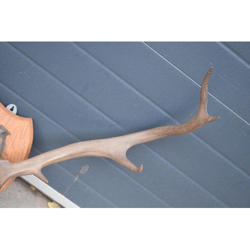 383 - Vintage pair of stag horns mounted onto wooden shield, 75cm diameter.