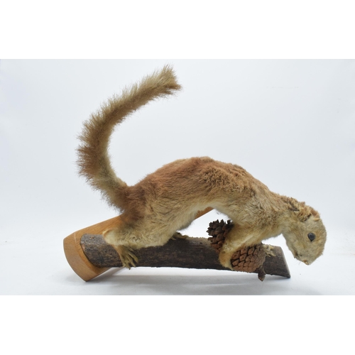 331 - Vintage French taxidermy model of a red squirrel with a pine comb, 28cm tall.