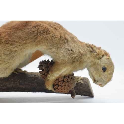 331 - Vintage French taxidermy model of a red squirrel with a pine comb, 28cm tall.