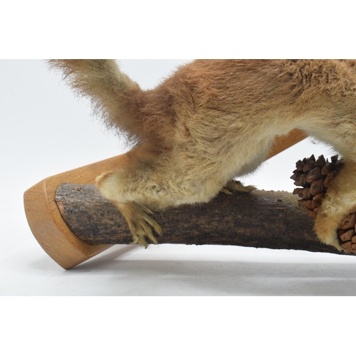 331 - Vintage French taxidermy model of a red squirrel with a pine comb, 28cm tall.