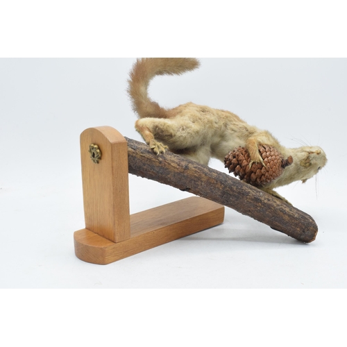 331 - Vintage French taxidermy model of a red squirrel with a pine comb, 28cm tall.