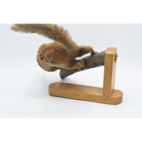 331 - Vintage French taxidermy model of a red squirrel with a pine comb, 28cm tall.