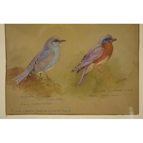 26 - Donald Birbeck: , original artwork of a Mountain Bluebird together with a Eastern Bluebird USA, sign... 