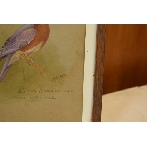 26 - Donald Birbeck: , original artwork of a Mountain Bluebird together with a Eastern Bluebird USA, sign... 