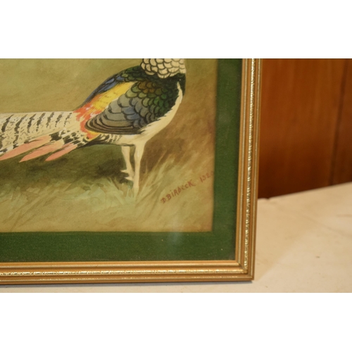 27 - Donald Birbeck: watercolour of a bright coloured pheasant, signed by Birbeck 1920, a former Royal Cr... 