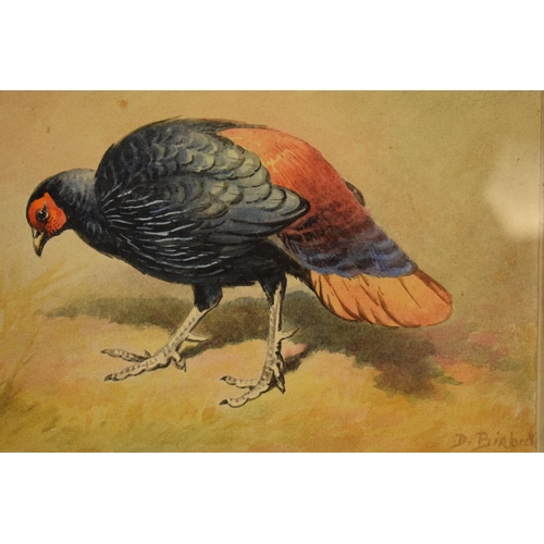 27I - Donald Birbeck: watercolours of silver pheasants and an exotic bird, signed by Birbeck , a former Ro... 