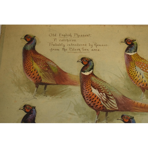 27Q - Donald Birbeck: an interesting collection of watercolours on board of varying types of pheasants, to... 