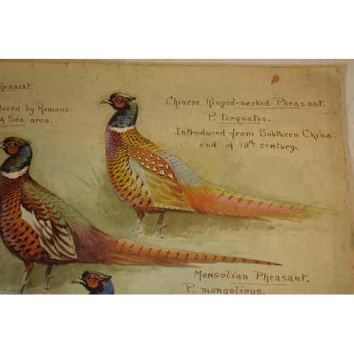 27Q - Donald Birbeck: an interesting collection of watercolours on board of varying types of pheasants, to... 