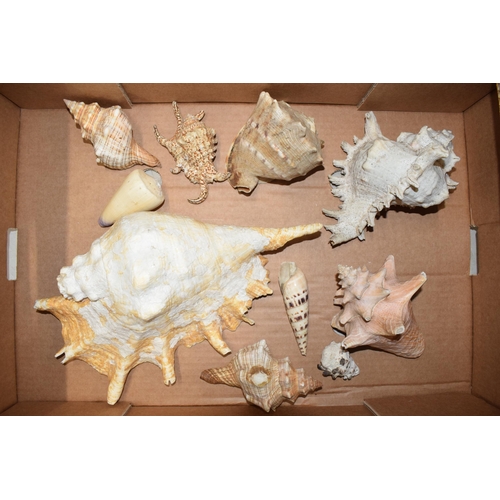 327 - A interesting collection of shells of varying forms and sizes.