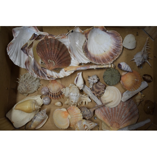 328A - An interesting collection of sea shells in varying forms and sizes (Qty).