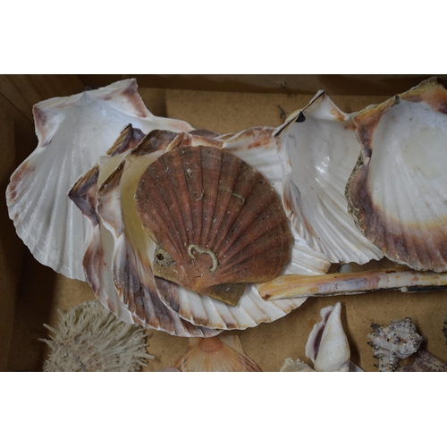 328A - An interesting collection of sea shells in varying forms and sizes (Qty).