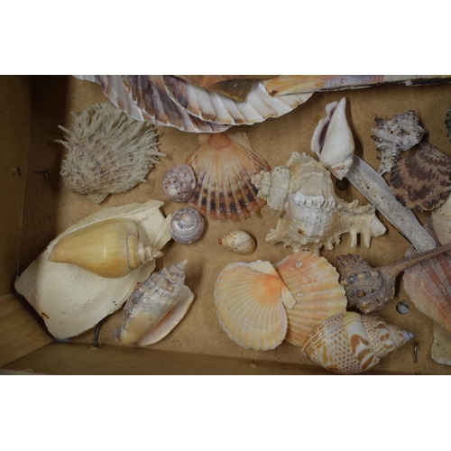 328A - An interesting collection of sea shells in varying forms and sizes (Qty).