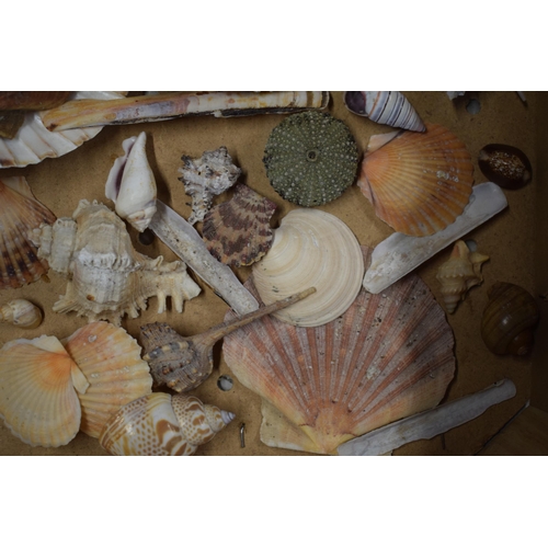 328A - An interesting collection of sea shells in varying forms and sizes (Qty).