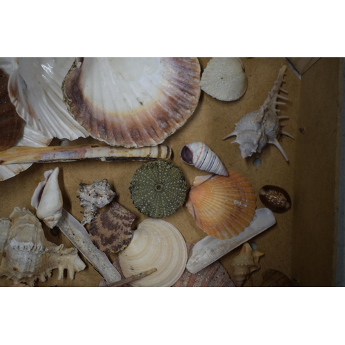 328A - An interesting collection of sea shells in varying forms and sizes (Qty).