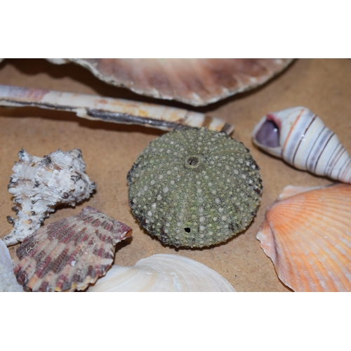 328A - An interesting collection of sea shells in varying forms and sizes (Qty).