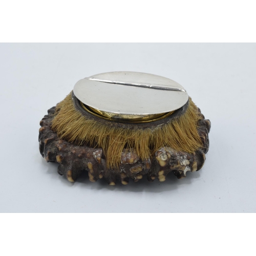 201 - Georgian silver mounted antler snuff mull, Sheffield 1824, 5.5cm wide.