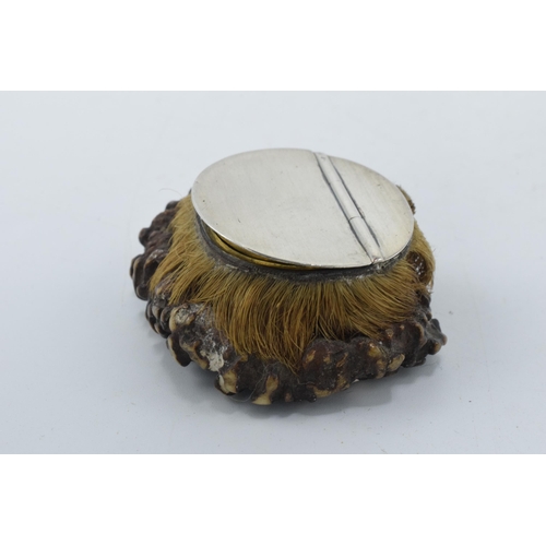 201 - Georgian silver mounted antler snuff mull, Sheffield 1824, 5.5cm wide.