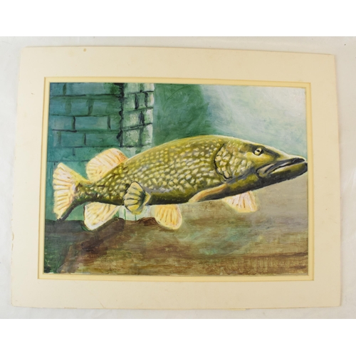 457 - An original painting of a pike on paper (mixed media) signed by artist T A Pator. 50cm x 40cm in mou... 