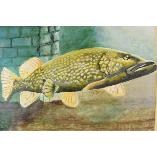 457 - An original painting of a pike on paper (mixed media) signed by artist T A Pator. 50cm x 40cm in mou... 