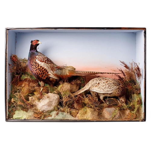 208 - Taxidermy: A Victorian cased pair of pheasants amongst naturalistic setting, By James Gardner, origi... 