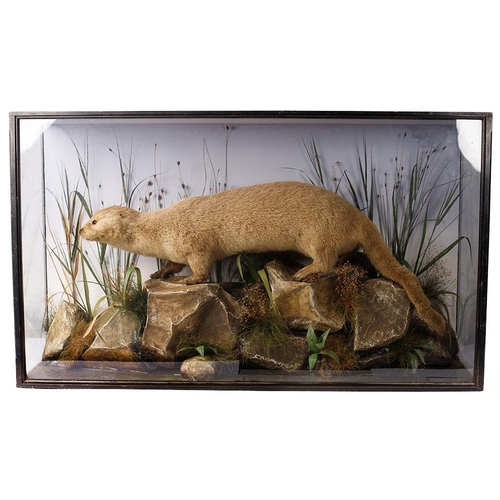 209 - Taxidermy: A Victorian cased otter (Lutra Lutra), amongst naturalistic waterside setting of rocks an... 