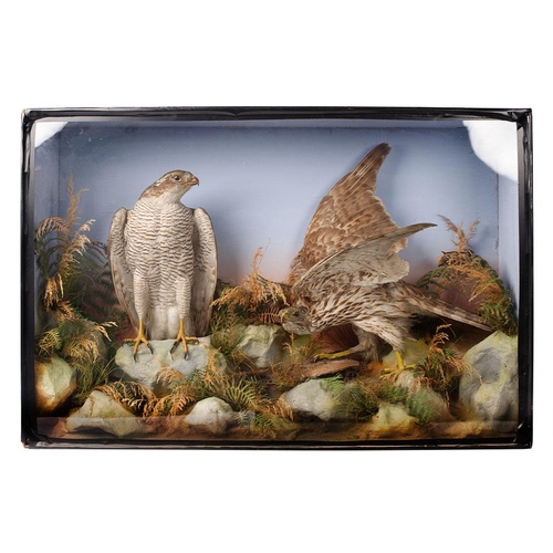 211 - Taxidermy: A Victorian cased pair of Sparrow Hawks, amongst naturalistic setting, one with outstretc... 