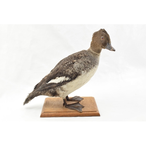 203 - Vintage French taxidermy model of a duck, mounted onto a wooden base, 28cm tall.