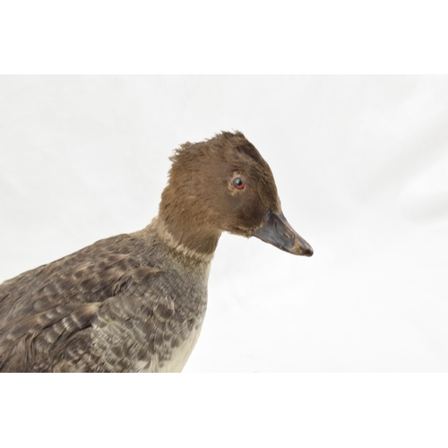 203 - Vintage French taxidermy model of a duck, mounted onto a wooden base, 28cm tall.