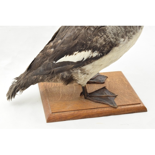 203 - Vintage French taxidermy model of a duck, mounted onto a wooden base, 28cm tall.