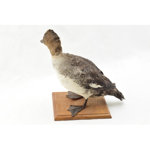 203 - Vintage French taxidermy model of a duck, mounted onto a wooden base, 28cm tall.