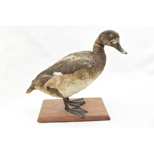 204 - Vintage French taxidermy model of a duck, mounted onto a wooden base, 28cm tall.