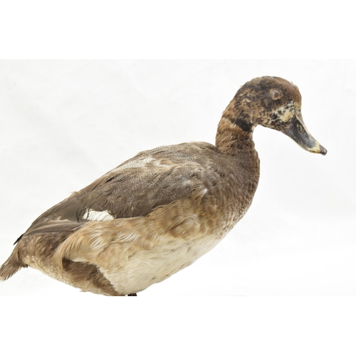 204 - Vintage French taxidermy model of a duck, mounted onto a wooden base, 28cm tall.