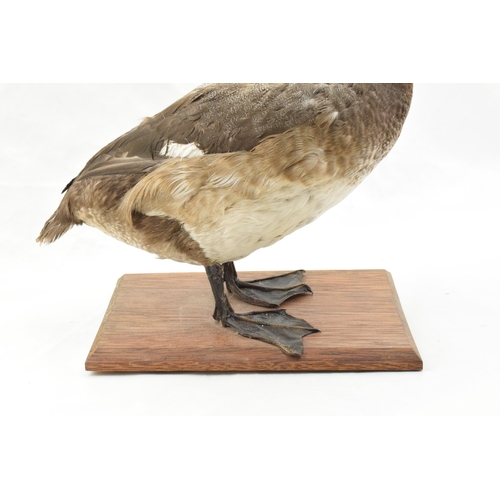 204 - Vintage French taxidermy model of a duck, mounted onto a wooden base, 28cm tall.