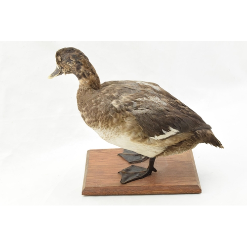 204 - Vintage French taxidermy model of a duck, mounted onto a wooden base, 28cm tall.