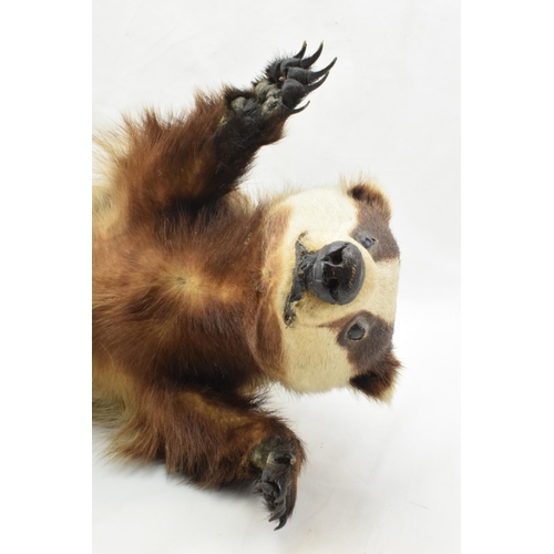 205 - Vintage taxidermy model of a standing badger with claws out, 69cm tall.