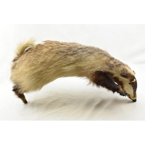 205 - Vintage taxidermy model of a standing badger with claws out, 69cm tall.