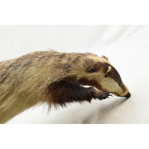 205 - Vintage taxidermy model of a standing badger with claws out, 69cm tall.