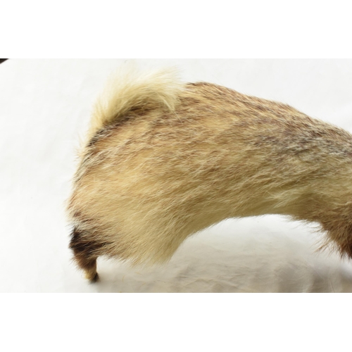 205 - Vintage taxidermy model of a standing badger with claws out, 69cm tall.