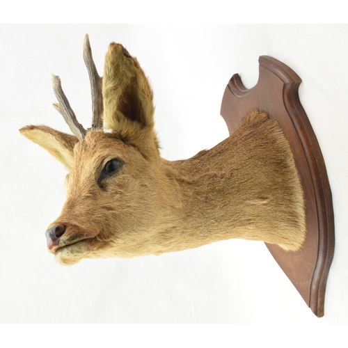 206 - Vintage French taxidermy deer's head with 2 point antlers, mounted on wooden shield, 47cm tall.