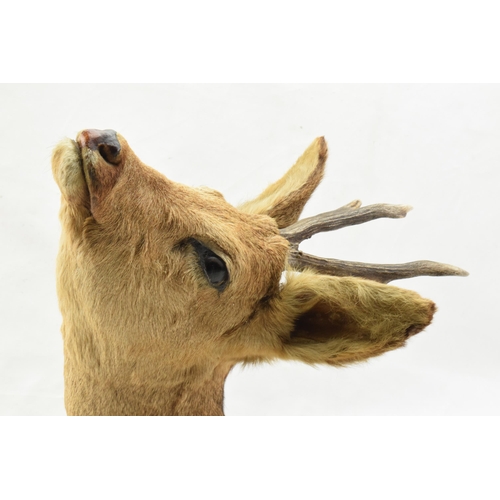 206 - Vintage French taxidermy deer's head with 2 point antlers, mounted on wooden shield, 47cm tall.