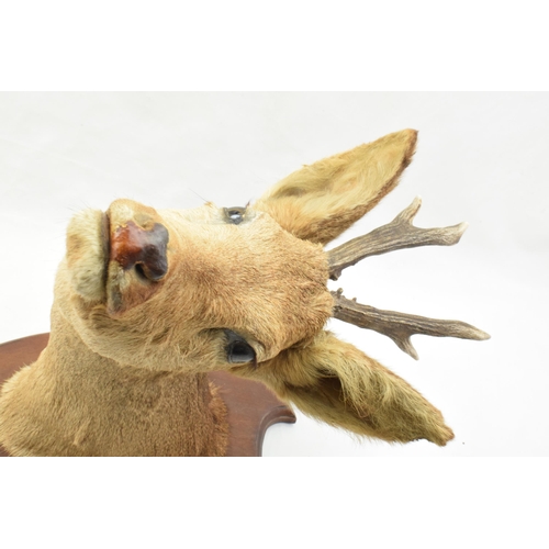 206 - Vintage French taxidermy deer's head with 2 point antlers, mounted on wooden shield, 47cm tall.