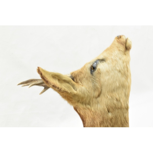 206 - Vintage French taxidermy deer's head with 2 point antlers, mounted on wooden shield, 47cm tall.