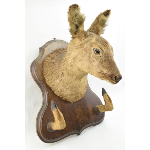 207 - French taxidermy deer's head mounted onto wooden shield, with mounted feet acting as a gun rack, 45c... 