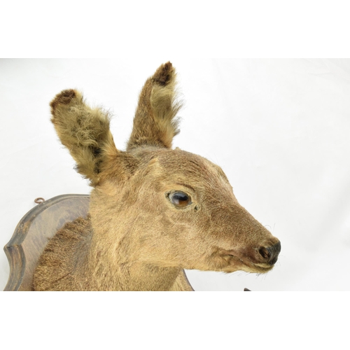 207 - French taxidermy deer's head mounted onto wooden shield, with mounted feet acting as a gun rack, 45c... 