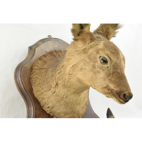 207 - French taxidermy deer's head mounted onto wooden shield, with mounted feet acting as a gun rack, 45c... 