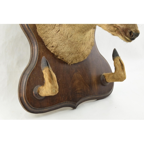 207 - French taxidermy deer's head mounted onto wooden shield, with mounted feet acting as a gun rack, 45c... 