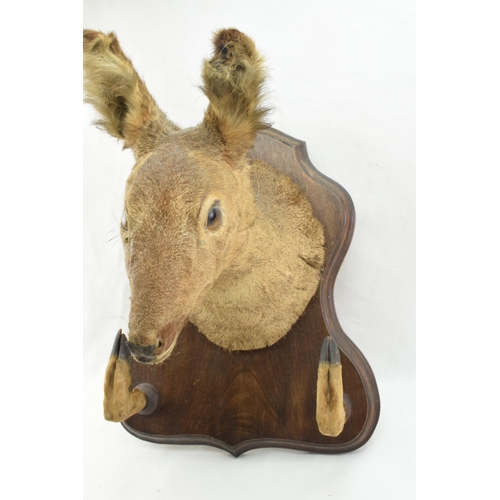 207 - French taxidermy deer's head mounted onto wooden shield, with mounted feet acting as a gun rack, 45c... 